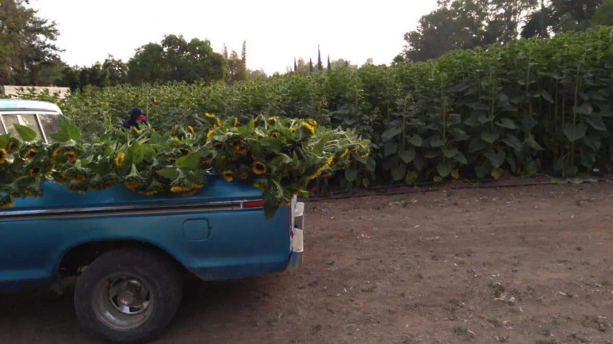 Con el fin de aportar al medio ambiente, la siembra de girasoles en El Organal ha sido